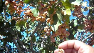 Pistachio Trees Load For Harvest [upl. by Anikahs]