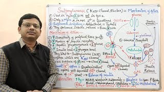 Diabetes Mellitus Part10 Mechanism of Action of Sulfonylurease  Antidiabetic Drugs  Diabetes [upl. by Oralla]