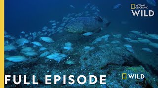 Shark Eating Goliath Full Episode  Monster Fish [upl. by Ellenej]