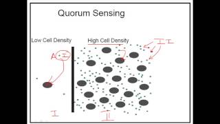 What is quorum sensing [upl. by Haidebez]