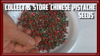 How to Collect and Store Chinese Pistache Seeds [upl. by Nauqram]