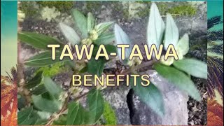 TAWA TAWA BENEFITS ALAMIN  Euphorbia Hirta  SupremaLou [upl. by Enifesoj]