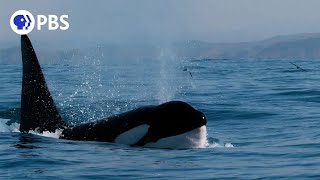 How Orcas Hunt Dolphins [upl. by Doolittle]