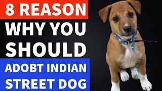 8 Reasons Why You Should Adopt Indian Street Dog  Indian Dogs  TUC [upl. by Ttenaej]