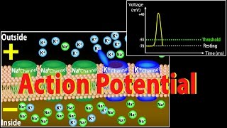 Action Potential in Neurons Animation [upl. by Ycnaf]