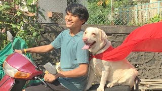 DOG SHORT FILM  HERO POCKET  DIWALI SPECIAL  LABRADOR RETRIEVER  MOHAK MEET [upl. by Ahsiekal271]