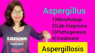 Aspergillosis Aspergillus Morphology Lab Diagnosis amp Pathogenesis amp Treatment [upl. by Aaberg]