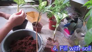 Dieffenbachia Dumb Cane  How to repot [upl. by Orpah]