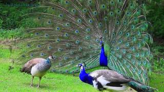 AMAZING WHITE PEACOCK DANCE •❥ BLUE WHITE PIED PEACOCK [upl. by Abbotsun]