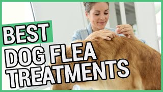 Best Flea Treatment For Dogs  5 Best Dog Flea Treatments 2021 🐶 ✅ [upl. by Eeclehc]