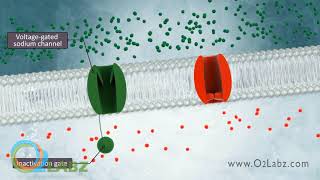 The Excitable Cell And Resting Membrane Animation [upl. by Isidor]