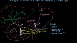 Syphilis  Clinical Presentation [upl. by Lister]