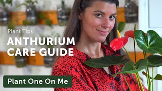 Ultimate ANTHURIUM Flamingo Flower Care Guide — Ep 195 [upl. by Yrad]