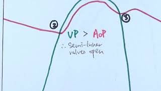 AS Biology  Cardiac cycle OCR A Chapter 85 [upl. by Martella]