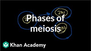 Phases of Meiosis [upl. by Mcgrody]