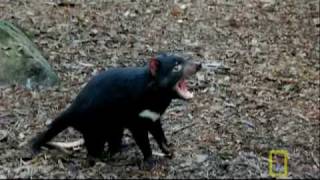 Bite of the Tasmanian Devil  National Geographic [upl. by Macur]