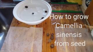 How to grow Camellia Sinensis  tea tree and hydrating seeds for germination [upl. by Kostman]