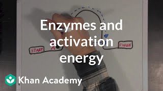 Enzymes and activation energy  Biomolecules  MCAT  Khan Academy [upl. by Viridis]