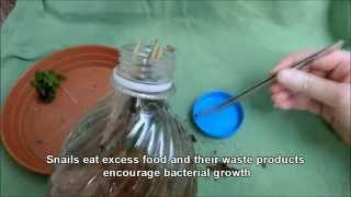 How to culture Paramecium [upl. by Acsehcnarf]