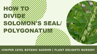 How to Divide Solomons Seal  Polygonatum [upl. by Gilleod]