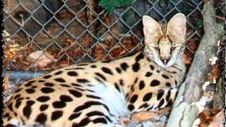 f1 savannah cats for sale [upl. by Vanhomrigh585]