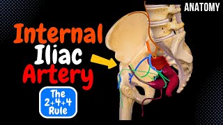 Internal Iliac Artery Scheme Course Branches Mnemonic  Anatomy [upl. by Doner]