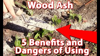 Using Wood Ash In Your Garden  Benefits And Dangers [upl. by Sarette782]