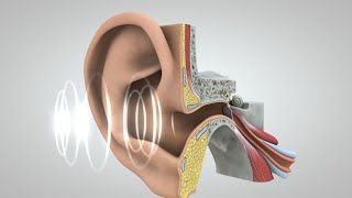 El viaje del sonido al cerebro [upl. by Wenonah]