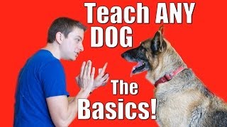 Dog Training 101 How to Train ANY DOG the Basics [upl. by Pierro]