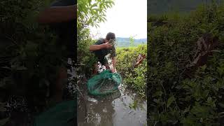 Sibu ikan disungai penuh lumpurshortsviral mancing [upl. by Llednav]