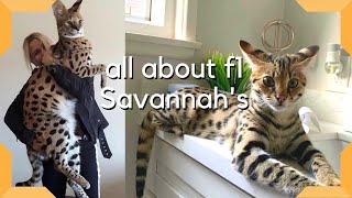 Savannah Cat  The Most Expensive Pet in the world  Largest cat breed F1 Savannah savannahcatscom [upl. by Malvino173]