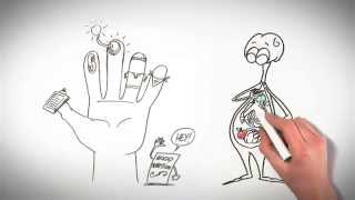 The Sternoclavicular SC Joint  Anatomy and Function [upl. by Yesnnyl332]