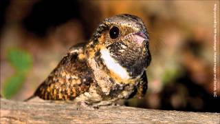 Whippoorwill Song [upl. by Beaudoin932]