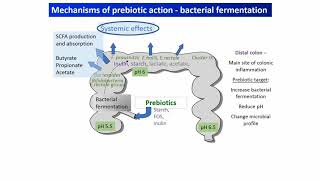 Understanding probiotics and prebiotics mechanisms that drive health benefits [upl. by Merline]