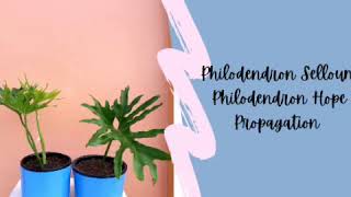 Philodendron Selloum Propagation [upl. by Eigna]