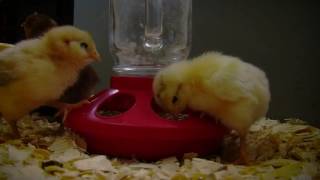 How Long to Keep a Brooder Lamp on Baby Chicks [upl. by Frerichs279]