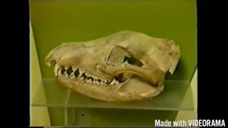 Thylacine Tasmanian Tiger Documentary [upl. by Jobe605]