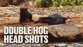 TWO Headshots on Hogs with GAMO Air Rifle [upl. by Susi]