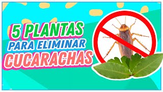 Plantas para eliminar las cucarachas de tu casa [upl. by Ilocin]