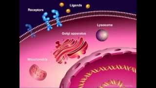 Introduction to Cancer Biology Part 1 Abnormal Signal Transduction [upl. by Ikkela]