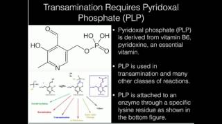 Vitamin B6 Pyridoxal Phosphate [upl. by Biamonte]