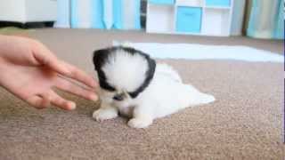 Cute Teacup Puppy Shih Tzu [upl. by Krusche]