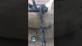 Gorilla Extends Hand to Mangabey Monkey [upl. by Nerro191]