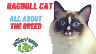 All About the Breed Ragdoll Cat [upl. by Anirbys]