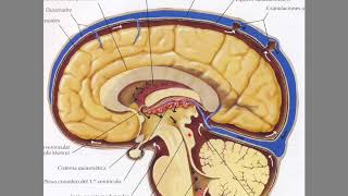 Líquido cefalorraquídeo LCR y su circulación [upl. by Willcox]