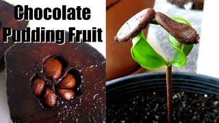 How to Grow Chocolate Pudding Fruit from Seed  Black Sapote [upl. by Leonard]