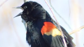 Redwinged blackbird call sounds  Male [upl. by Aven]