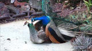 Peacock Mating 13 [upl. by Htebharas]