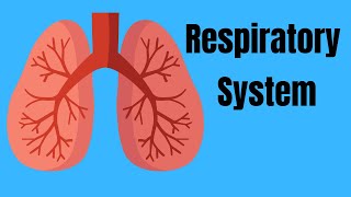 Respiratory System Basics [upl. by Peirsen]