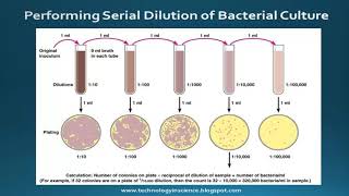 Serial Dilution  Methods and Calculations [upl. by Burr559]